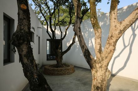Courtyard under Longan Trees