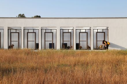 Pako Street Animal Social Life Campus