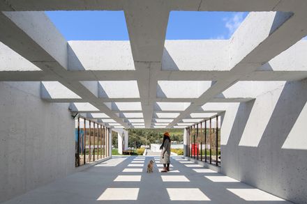 Pako Street Animal Social Life Campus