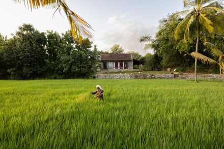 Kalam By Paddy House