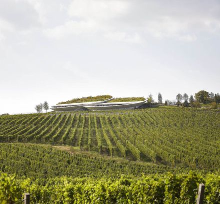 Tokaj Sauska Winery