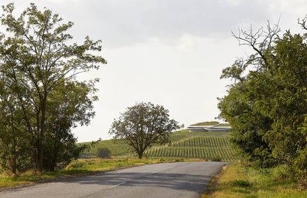 Tokaj Sauska Winery