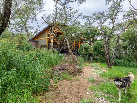 House In The Woods