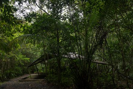 Refuge In The Rainforest - Tour Guide Training Center