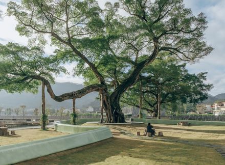 Ancient Banyan Plaza Renovation