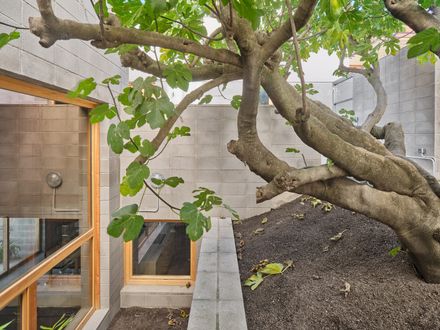 The Fig Tree house