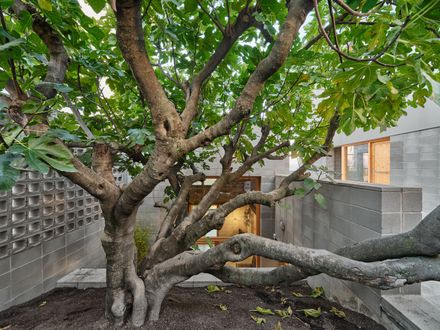 The Fig Tree house