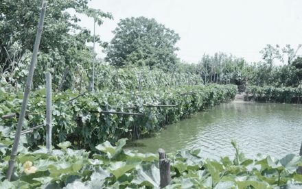Under The Drying Nets