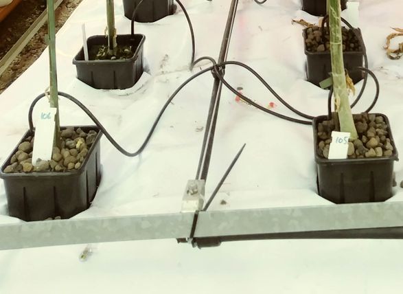 Laterlite Indoor And Outdoor Home Hydroponics Growing Medium