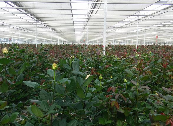Laterlite Indoor And Outdoor Home Hydroponics Growing Medium