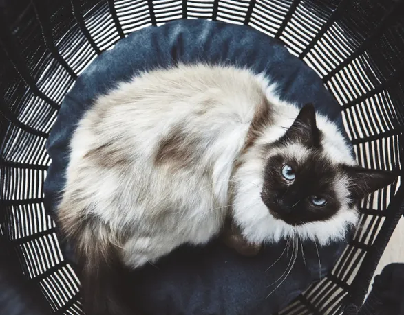 Miacara Perla Cat Cave Bed