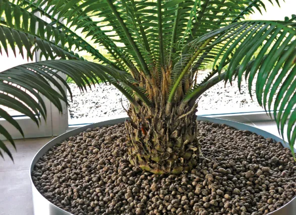 Laterlite Mulching: Expanded Clay Pebbles Mineral Mulch