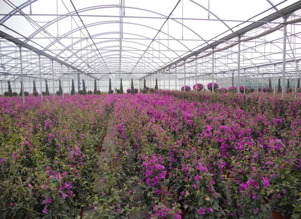 Laterlite Potting And Repotting Indoor And Outdoor Plants