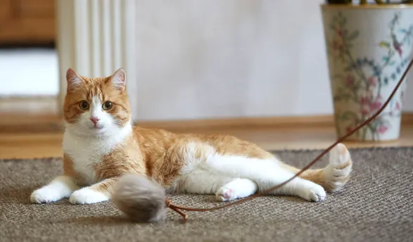 Miacara Topo Cat Toy