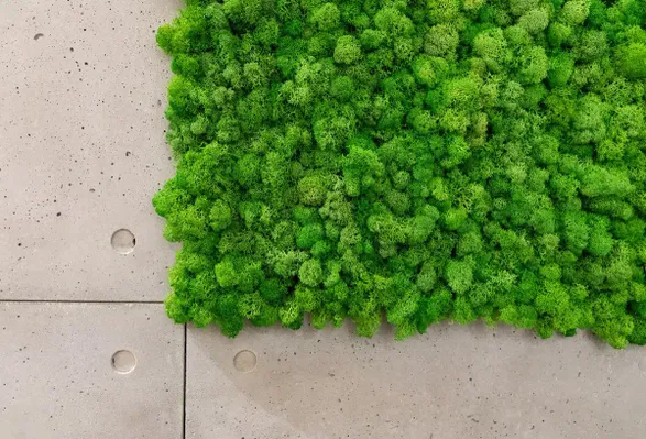 Greenmood Reindeer Moss Acoustic Green Wall.