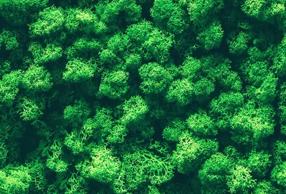 Greenmood Reindeer Moss Acoustic Green Wall.