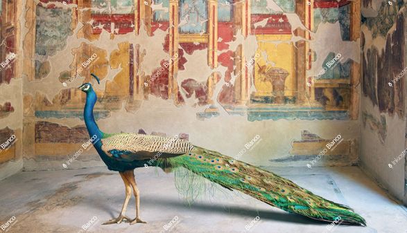 Inkiostro Bianco Oplontis’ Peacock