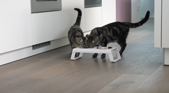 Miacara Desco Cat Feeder With Porcelain Bowls