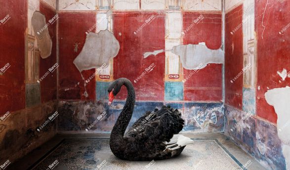 Inkiostro Bianco Leda’s swan Wallpaper