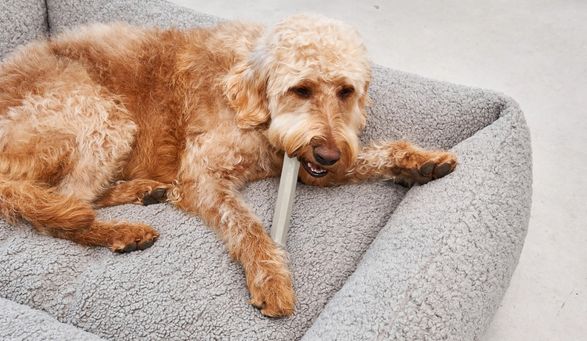 Miacara Ramo Fetch Toy