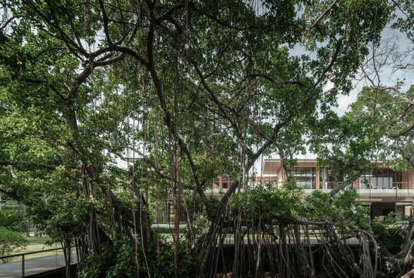Banyan Tree House