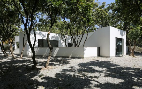 Courtyard under Longan Trees