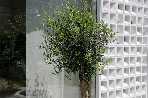 Erosion Buzë Mustaqe Showroom