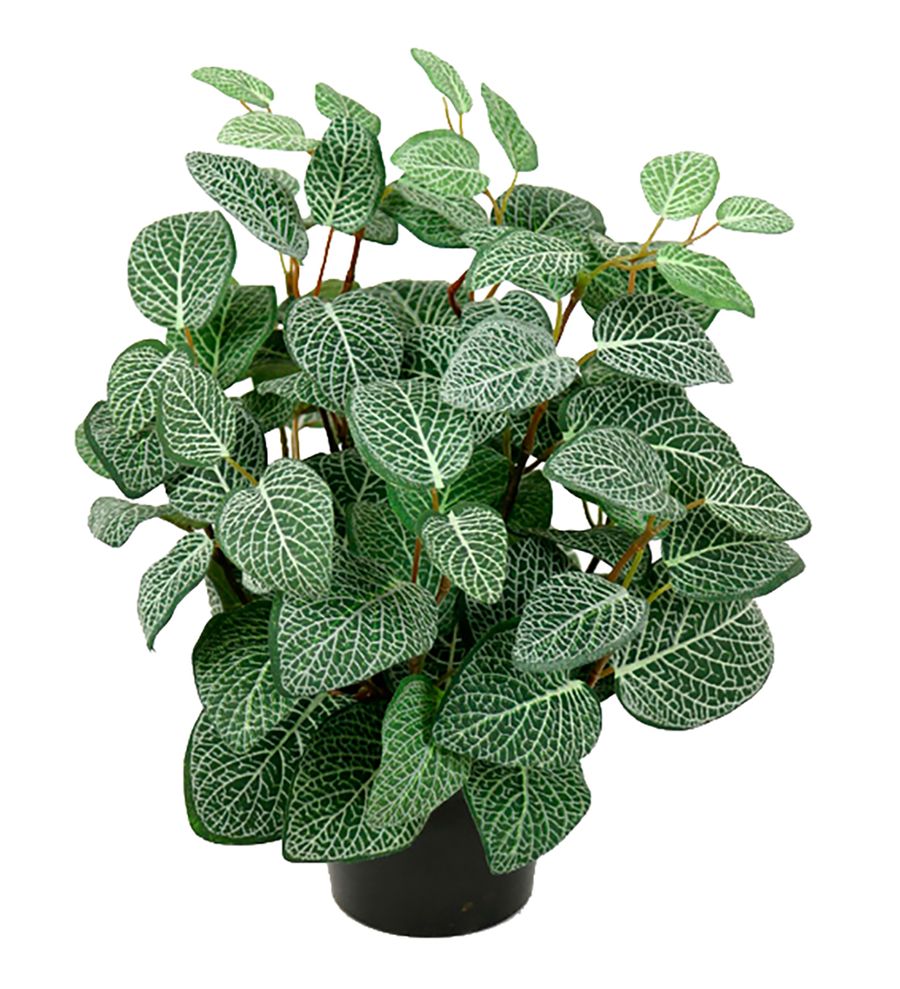Gotessons Fittonia 340 Artifical Plants