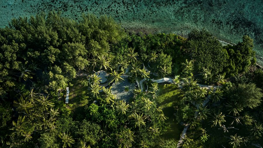 Coconut Wellness Garden