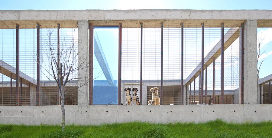 Pako Street Animal Social Life Campus